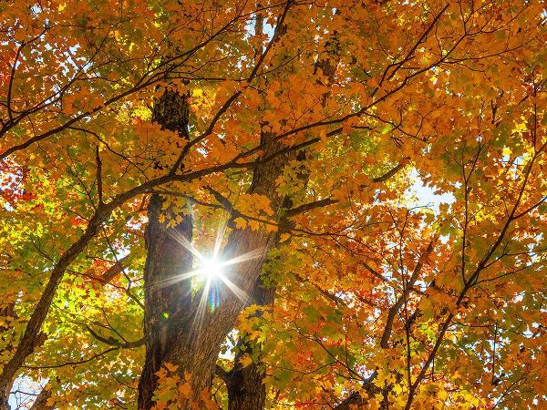 Gulin, Sylvia 아티스트의 USA-New England-Vermont Autumn looking up into Sugar Maple Trees with star burst작품입니다.